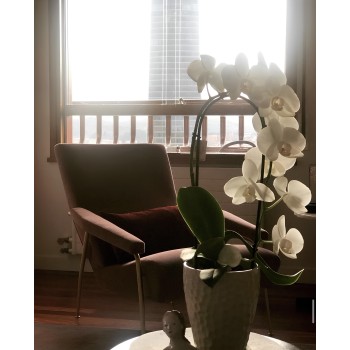 D.153.1 Armchair Molteni img0
